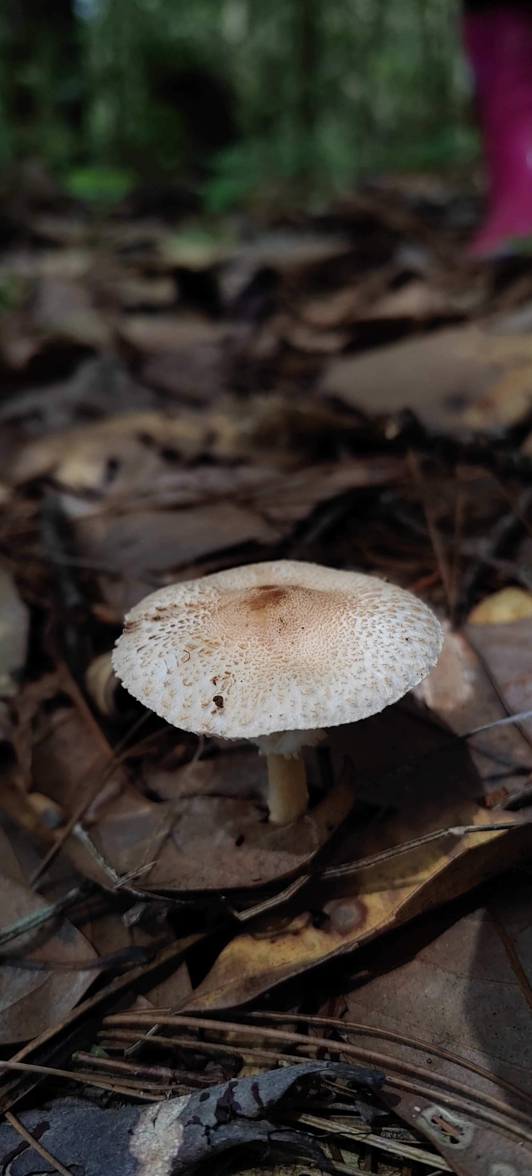 mushroom-image